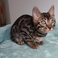Chaton bengal #6