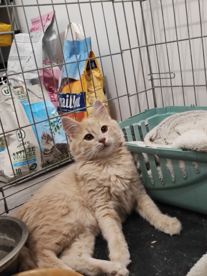 Aslan*, adorable chaton à l'adoption - 84430 - unCompagnon.fr