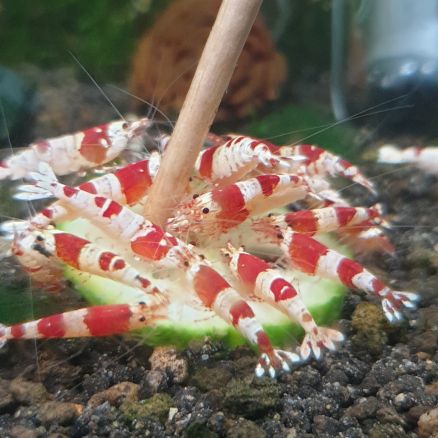 Crevettes red et black crystal