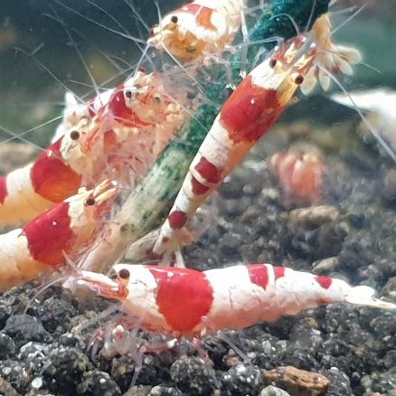 Crevettes red et black crystal #4