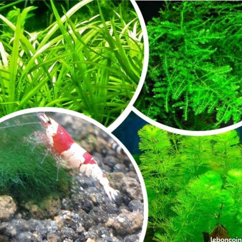 Crevettes red et black crystal #6