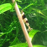 Crevettes red et black crystal #2