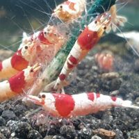 Crevettes red et black crystal #4