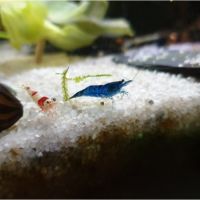 Crevettes red et black crystal #5