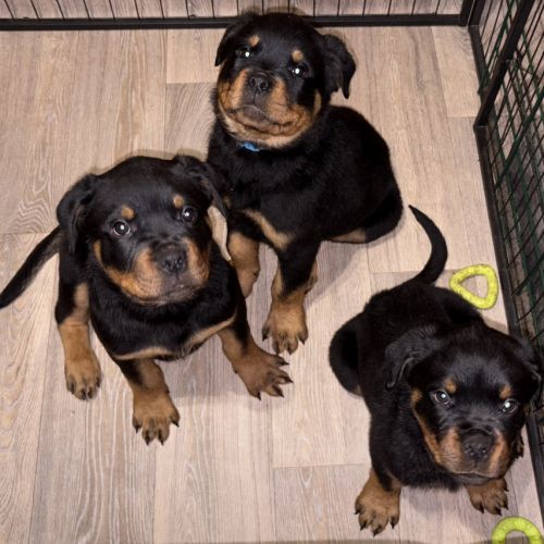 Vends chiot rottweiler