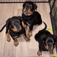 Vends chiot rottweiler