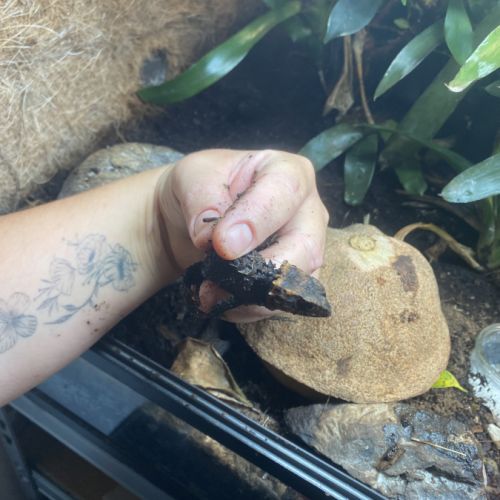 Tribolonotus gracilis