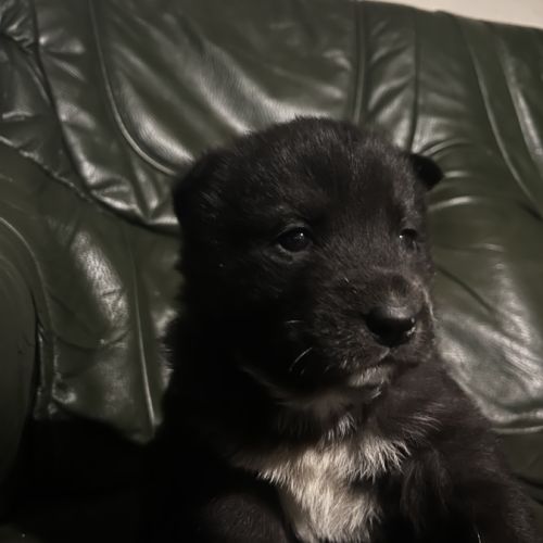 Femelle malamute à vendre #2