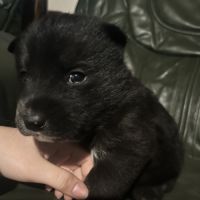 Femelle malamute à vendre
