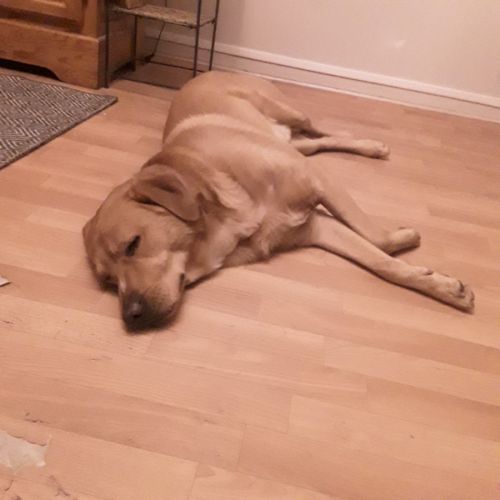 Chien croisé berger australien et huski #1