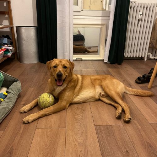 Chien croisé berger australien et huski