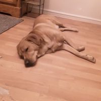 Chien croisé berger australien et huski #1