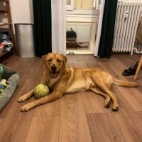 Chien croisé berger australien et huski #0