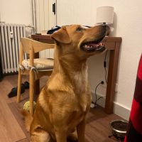 Chien croisé berger australien et huski #3