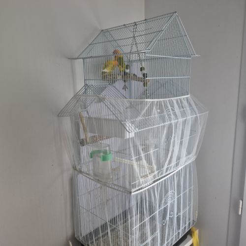 Couple d'inseparables masqués #0