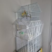 Couple d'inseparables masqués