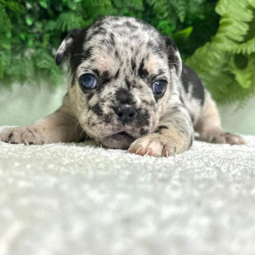 Magnifiques bouledogues français exotiques #3