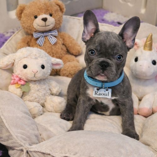 Magnifiques bouledogues français exotiques #0