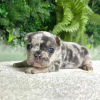 Magnifiques bouledogues français exotiques