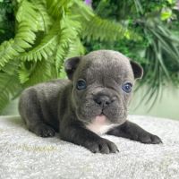 Magnifiques bouledogues français exotiques #2