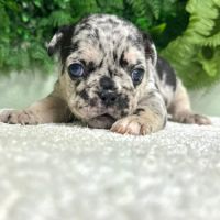 Magnifiques bouledogues français exotiques #3