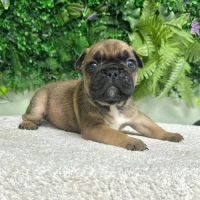 Magnifiques bouledogues français exotiques #4