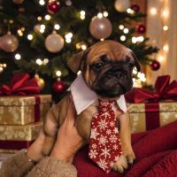 Magnifiques bouledogues français exotiques