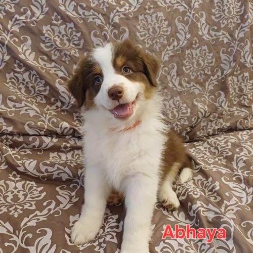 9 chiots berger australien lof #0