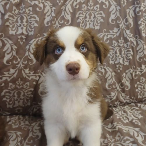 9 chiots berger australien lof #2