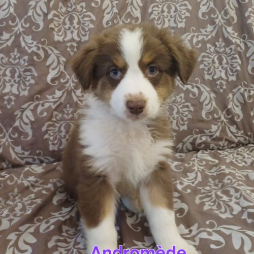 9 chiots berger australien lof #4