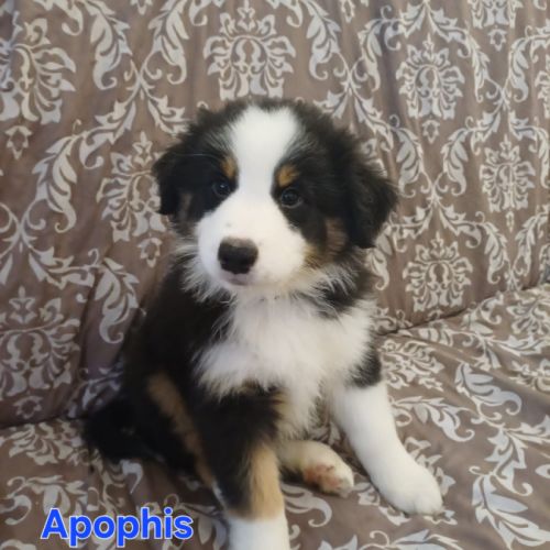 9 chiots berger australien lof #6