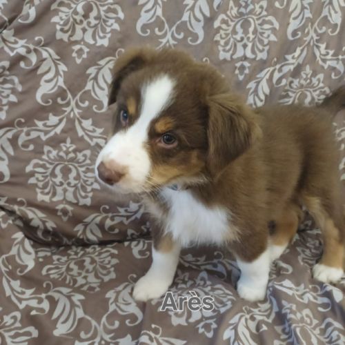 9 chiots berger australien lof #7