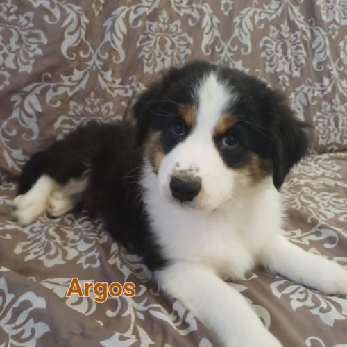 9 chiots berger australien lof #8