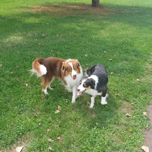 9 chiots berger australien lof #10