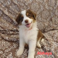 9 chiots berger australien lof