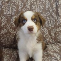 9 chiots berger australien lof #2