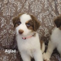 9 chiots berger australien lof #3