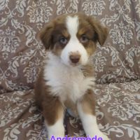 9 chiots berger australien lof #4