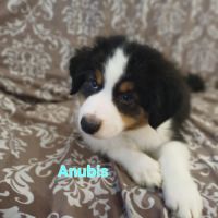 9 chiots berger australien lof #5