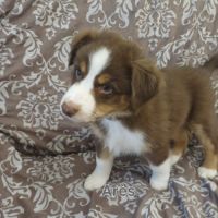 9 chiots berger australien lof #7