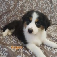 9 chiots berger australien lof #8