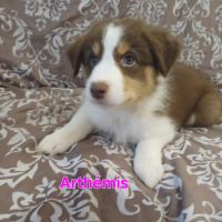 9 chiots berger australien lof #9