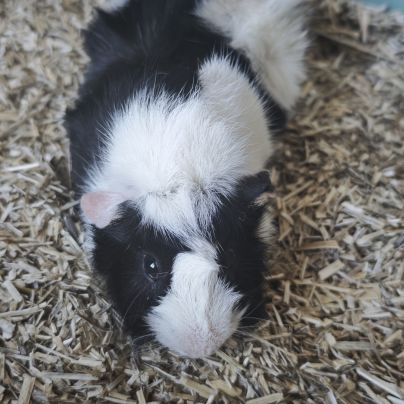 Cochons d'inde mâles