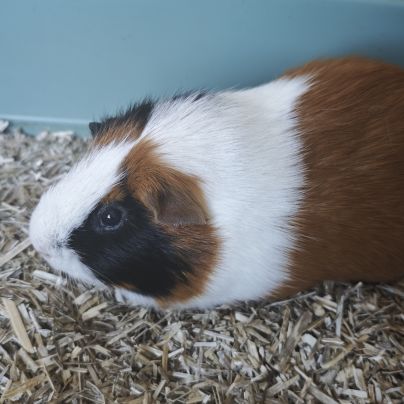 Cochons d'inde mâles #3