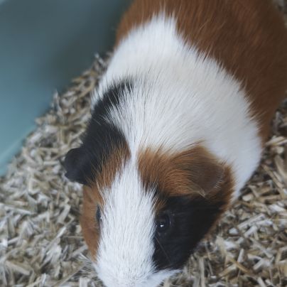 Cochons d'inde mâles #4