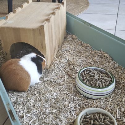 Cochons d'inde mâles #6