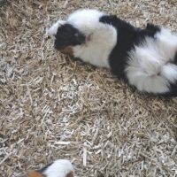 Cochons d'inde mâles #1