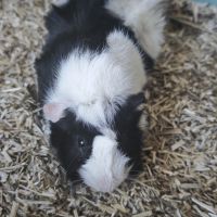 Cochons d'inde mâles #0