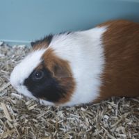 Cochons d'inde mâles #3