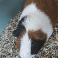 Cochons d'inde mâles #4